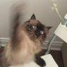 @gitter_fluxxu:matrix.org