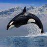 @orcinusorca:matrix.org