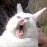 @crazyrabbit:matrix.org
