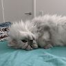@blissfulkittyninja:matrix.org