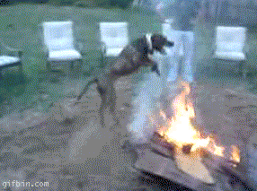 no-me(f942003c)1243264275_dog-fire.gif