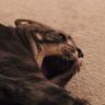 @frighteningcat:matrix.org