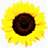 @surreysunflower:matrix.org