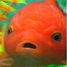 @jelliethefish:matrix.org
