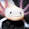 @_xmpp_freeaxolotl=40snikket.baluna.org:matrix.org