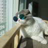 @silver7:matrix.org