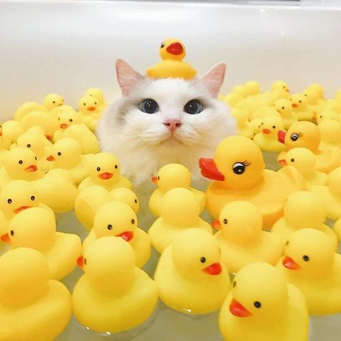 ♡-・゚cute-animals(9bc4c745)image0.jpg