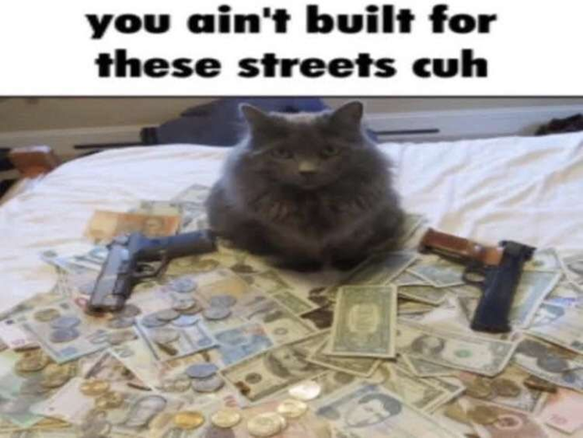 cat_streets_cuh.png
