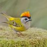 @firecrest:matrix.org