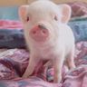 @strelitzia-reginae:matrix.org