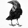 @insidious_crow:matrix.org