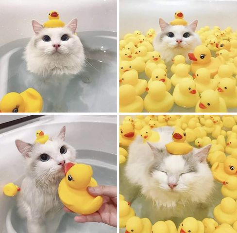 ♡-・゚cute-animals(339416c1)image0.jpg