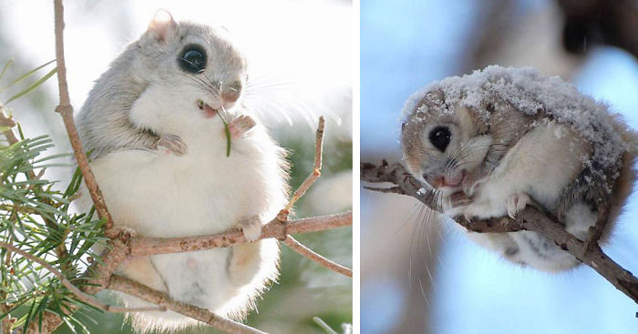 ā”-dļ¾cute-animals(9f350e57)siberian-japanese-dwarf-flying-squirrel-fb__700.c.png
