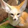 @fennecbyte:matrix.org