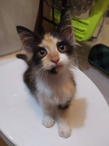 This pretty baby showed up at the right door 🥰
