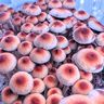 @mycbud:minds.com