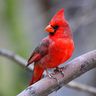 @red_cardinal:monero.social