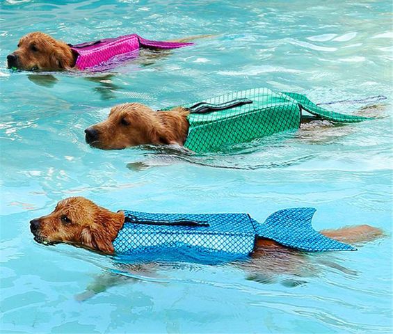 mermaid-dog-life-jacket.jpg
