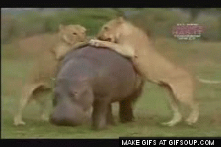 babyelephantattackedbythreecheetas.gif