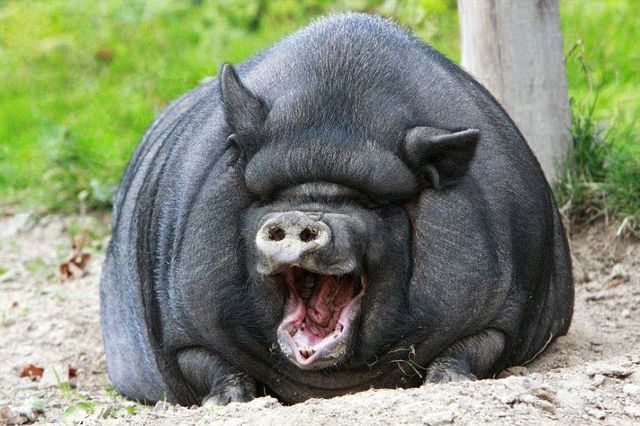 hahhaa piggu.jpg