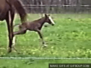 1618761742488.gif