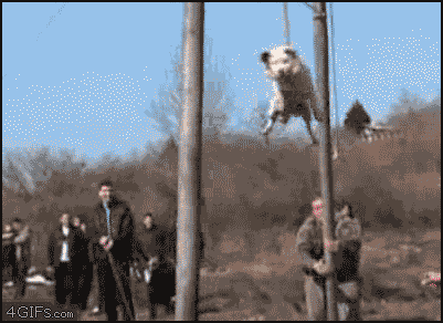 spinning doggo 1.gif