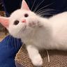 @telegram_544196436:nichi.co