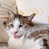 @telegram_7218455874:nichi.co