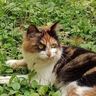 @telegram_5034585671:nichi.co