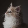 @telegram_935955857:nichi.co