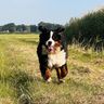 @tom:nijboer.chat