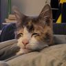 @henry:nilsu.org