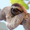 @sloth:nitro.chat