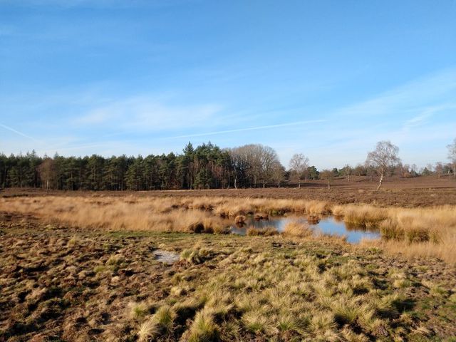 IMG_20201125_122049165.jpg