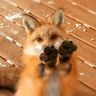 @pixel:pixelthefox.net