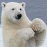 @dngray:polarbear.army