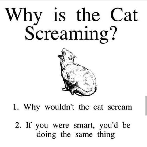 why-is-the-cat-screaming.jpg
