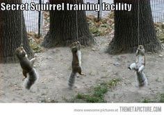 nature-secret-suuirrel-training-lacility-more-ctthemetapicturecom.jpeg