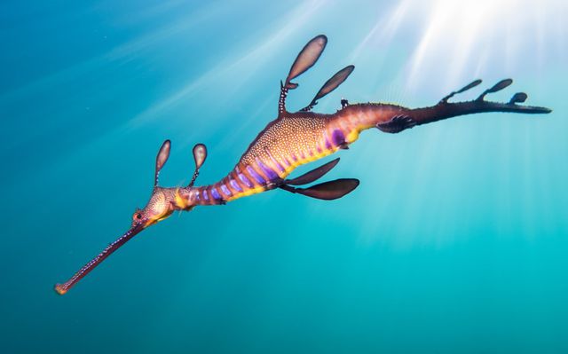 Seadragon-Sunlight.jpg