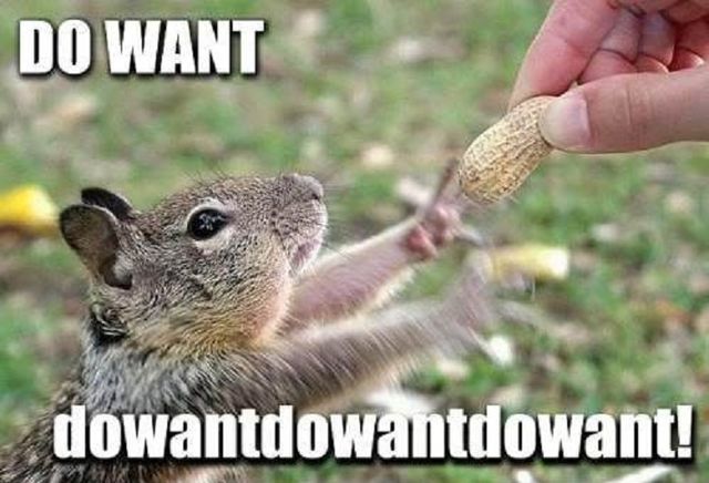 funny-squirrel-reaching-nut-excited-do-want-pics.jpg