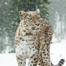 @leo:snowleopard.link