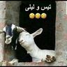 @telegram_902752033:t2bot.io