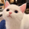 @_discord_493241264385294337:t2bot.io