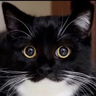 @_discord_225773720629673984:t2bot.io