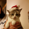 @_discord_243279328014630913:t2bot.io