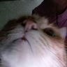 @telegram_946992318:t2bot.io