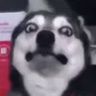 @_discord_203271460129603584:t2bot.io