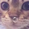 @telegram_116532636:t2bot.io