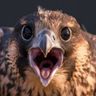 @telegram_1071709:t2bot.io