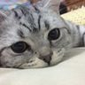 @telegram_117521304:t2bot.io